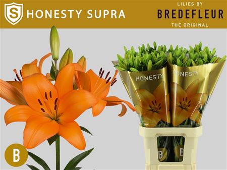 Li La Honesty