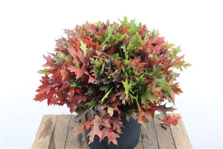 Quercus Mini P Bunch Herbst