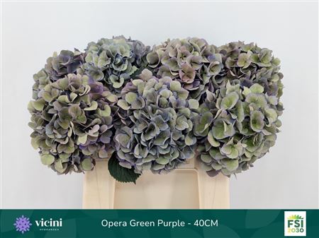 Hydr M Roy Opera Cl