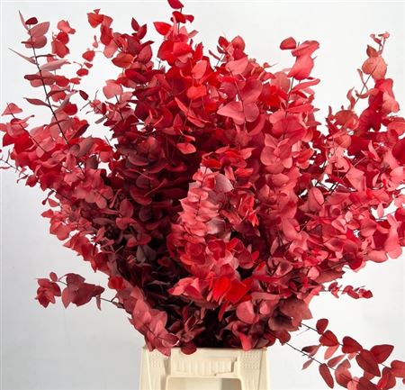 D Euc Stab Stuartiana Red