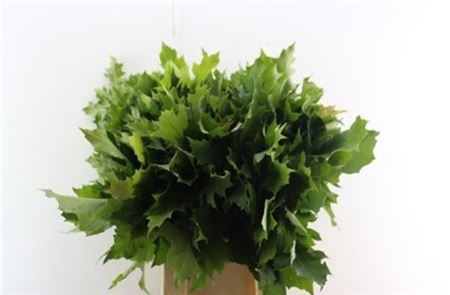 Quercus Mini P Bunch