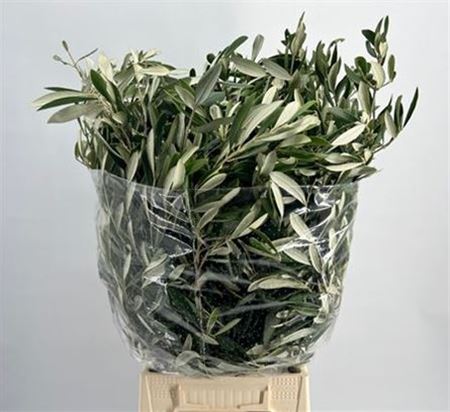 Olea Europaea Bs