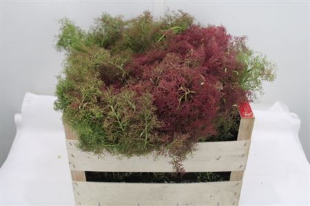 Decogroen Gem