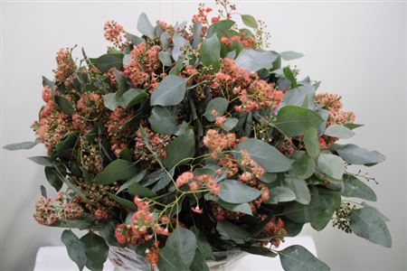 Euc Populus Flower Orange