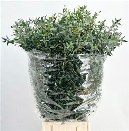 Euc Parvifolia P Bs