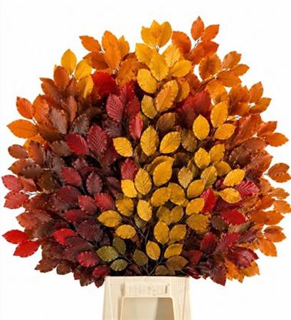 D Fagus Stab Mix