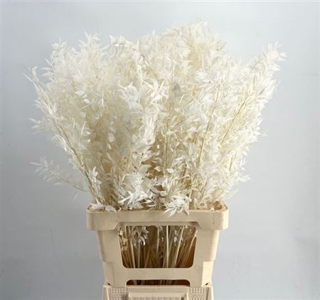 D Ruscus Bleached Weiss