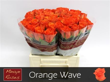 R Gr Orange Wave