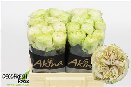 R Gr White Kahala-bb