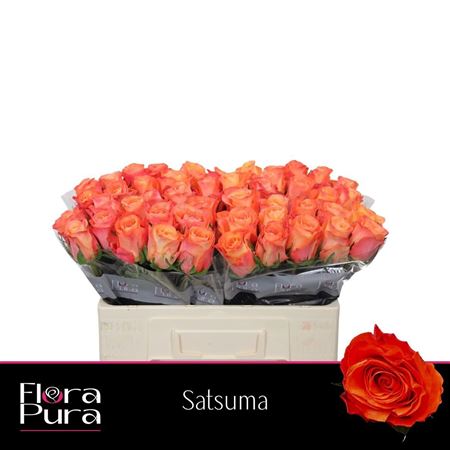 R Gr Satsuma