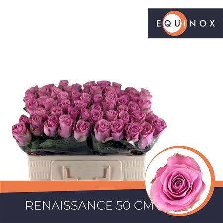 R Gr Renaissance