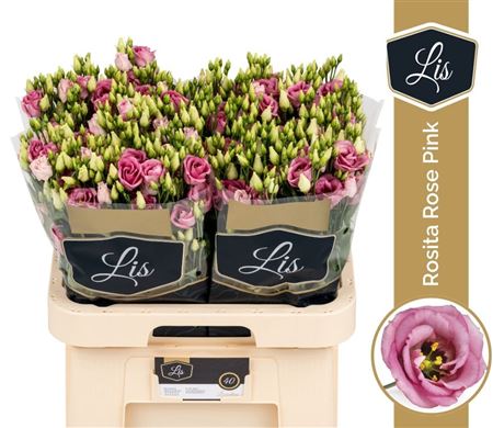 Eus G Rosi Rose Pink