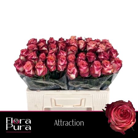 R Gr Attraction