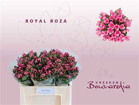 Bou En Roy Roza