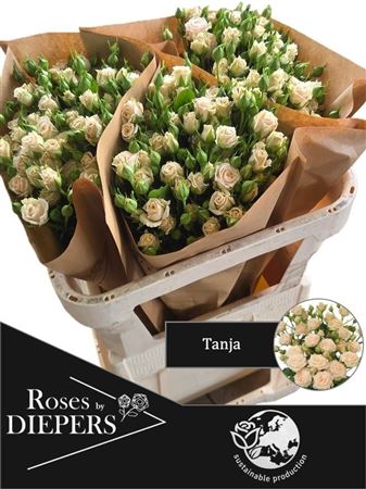 R Tr Tanja
