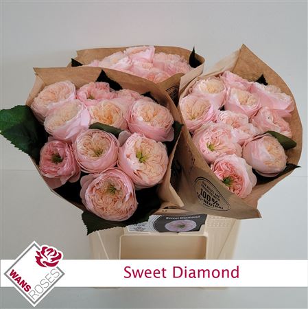 R Gr Sweet Diamond