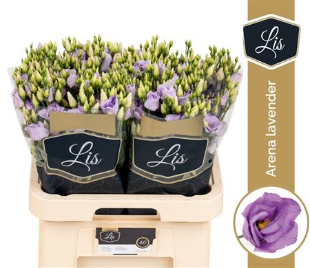 Eus G Arena Lavender