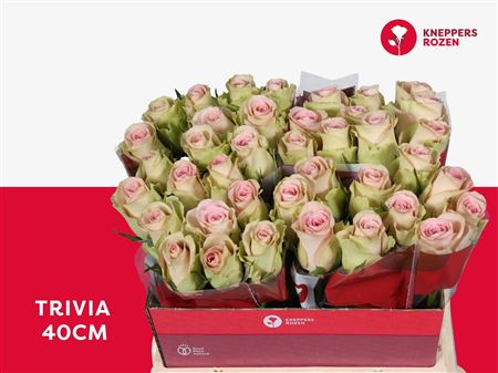 R Gr Trivia