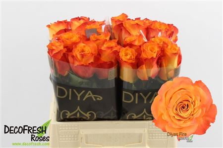 R Gr Diyas Fire