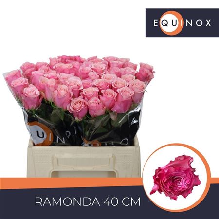 R Gr Ramonda