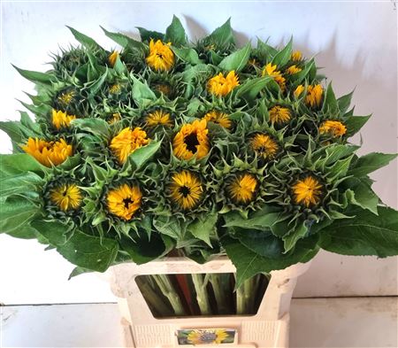 Helian An Sunrich Or