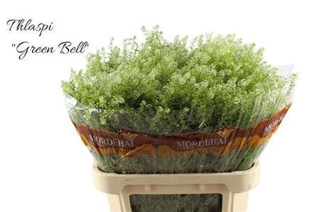 Lepidium Green Bell