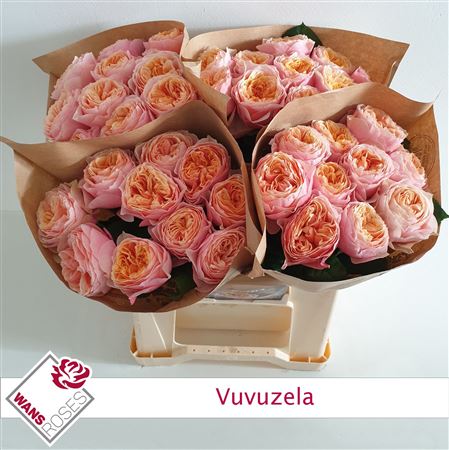 R Gr Vuvuzela