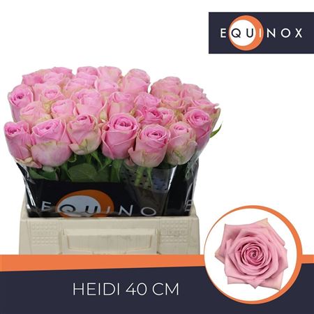 R Gr Heidi!