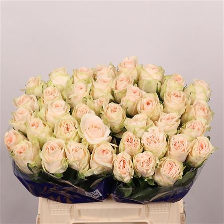 R Gr Wedding Rose