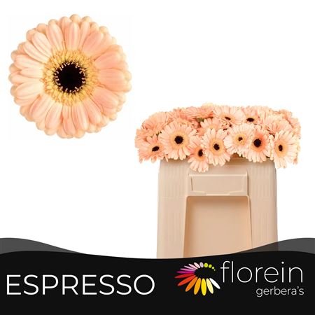 Ge Mi Espresso