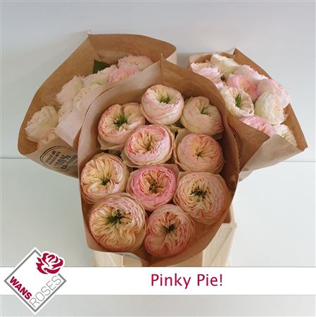 R Gr Pinky Pie!