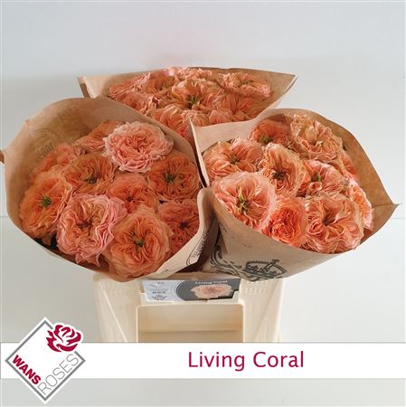 R Gr Living Coral