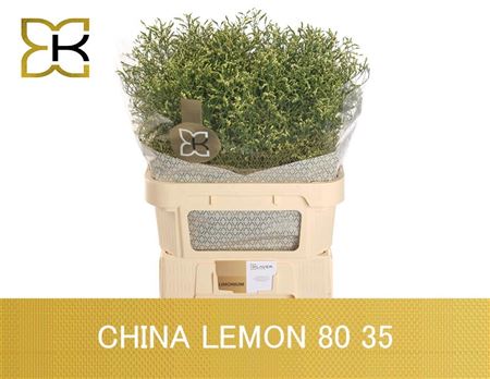 Lim Sin China Lemon