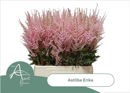 Astil Ar Erika
