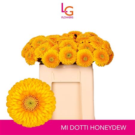 Ge Mb Pom Honeydew