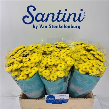 Chr San Maverick Yellow