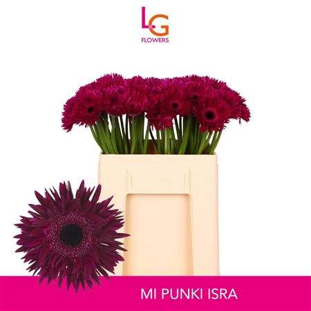 Ge Mi Punki Isra