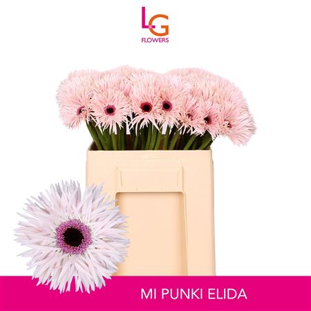 Ge Ms Punki Elida