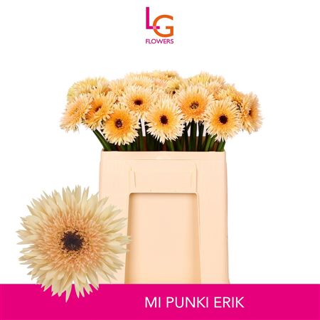 Ge Ms Punki Erik