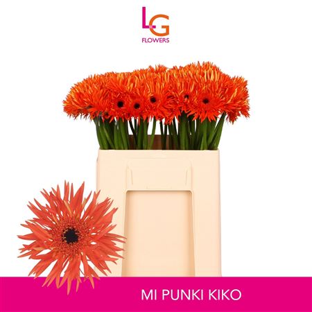 Ge Ms Punki Kiko