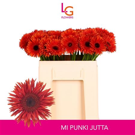 Ge Ms Punki Jutta
