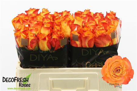 R Gr Diyas Fire