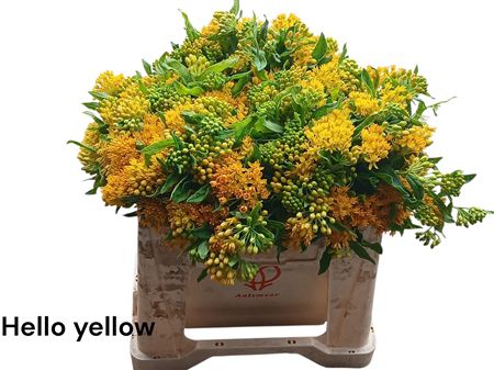 Ascl T Hello Yellow