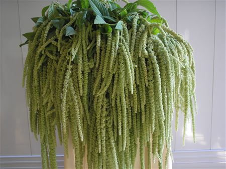 Amar Ca Viridis