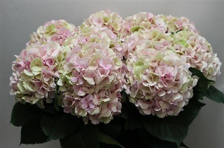 Hydr M Verena Cl
