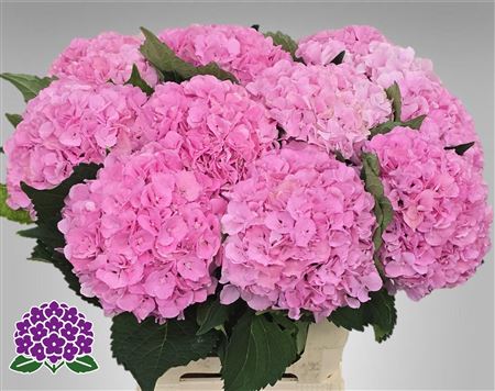Hydr Royal Symphony Rosa