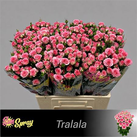 R Tr Tralala