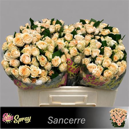 R Tr Sancerre
