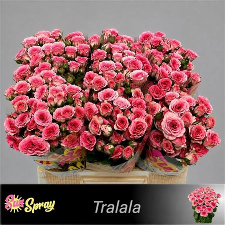 R Tr Tralala