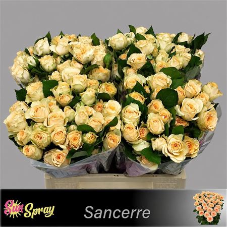 R Tr Sancerre